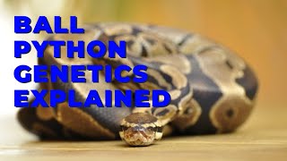 Ball Python Genetics Explained