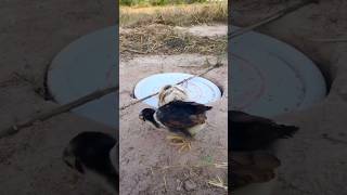 Amazing Trap Chicken New create Trap hole #shorts