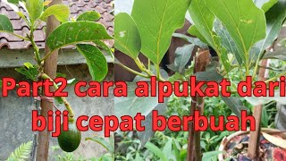 part2 cara alpukat dari biji cepat berbuah#berkebun #berkebundirumah #pertanian #petualangan