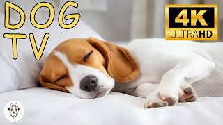 Dog TV: успокаивающая и расслабляющая музыка для собак и щенков | Снятие стресса с помощью успока...