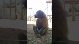 Zoo Rabat  جولة في الحديقة الوطنية للحيوانات الرباط  2