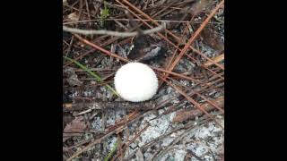 Puffball Mushroom