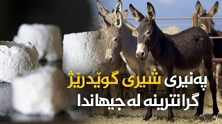 پەنیری شیری گوێدرێژ گرانترینە لەجیھاندا .