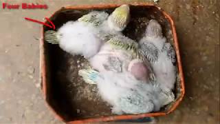 How To Breed Budgies At Home