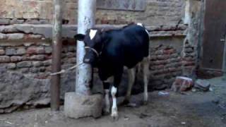 بقرة في انتظار الذبح A cow waiting for slay