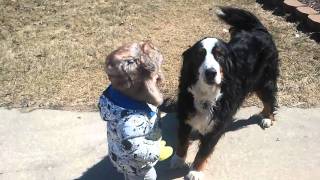 Christian playing with the neighbor dog