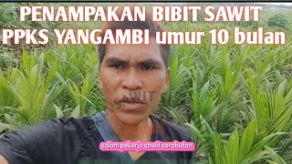 BIBIT PPKS yangambi umur 10 bulan