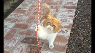 Cat playing with stick and string