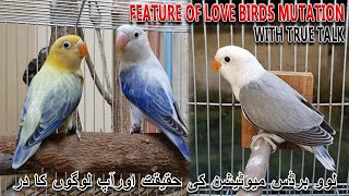 لوو برڈس میوٹیشن کی سچائی | FEATURE OF LOVE BIRDS MUTATION WITH TRUE TALK | AA BIRDS INFORMATION