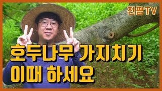 호두나무 가지치는 시기