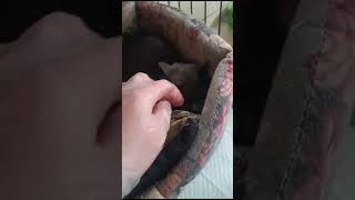 Адель и Афина #helpanimals #помощьживотным #тамбов