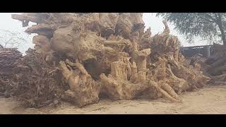 भारीभरकम जड़संदा (monster root)