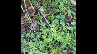 Foraging Hairy Bittercress