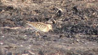 Tuvsnäppa/Pectoral Sandpiper.