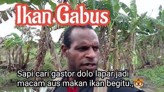 🛑Lagi di galian kolam ikan Gys cari gastor nih.