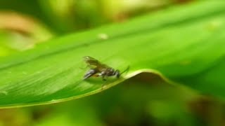 Spider Wasp searching for its next meal #hunting #shorts