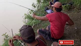 Sambaran ikan sili bikin panik nariknya.