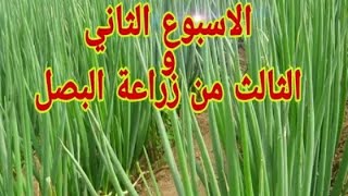 طريقة زرعة البصل