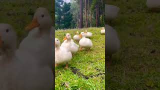 Beautiful Ducks Are Running #viral #trending #youtubeshorts