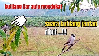 Suara Kutilang Jantan Gacor Ngerol Ribut  Menekan Lawan kutilang lain auto nyaut