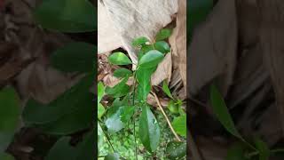 Lemon Picking/fresh from the garden