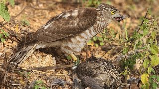 Hunting training of shikra | hawk hunting training