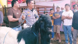 kambing super jumbo di kontes kambing kemalang