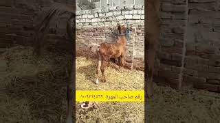 مهره بنت حصان مختوم وأمه بتلعب مطلوب 9500.    ٠١٠٠٩٣١٤٥٦٩