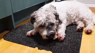 Teddy Bear Dog Munches on a Bone