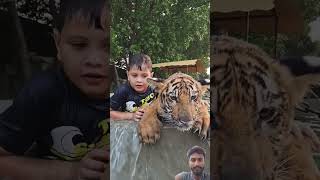 #tiger #lion #animals #cute #punjabisong #newsong #punjabi