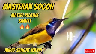 MASTERAN SOGON MATERI PELATUK SAMPIT 🔥🔥TEMBAKAN RAPAT PANJANG #masteranburung #sogon #sogonbahan