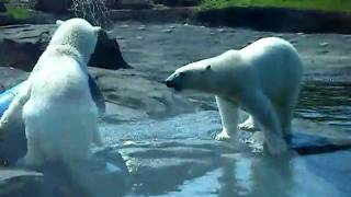 Polar Bear vs. Trash Can