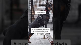 Você já viu algum desses por aí? #adestramento #doberman #curiosidades #crdog #shorts #cachorro