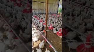 B 904 Spray - Broiler Poultry Farm