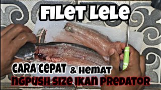 Cara cepat & mudah filet ikan lele kosumsi untuk push size baby peacock bass dan pakan ikan predator