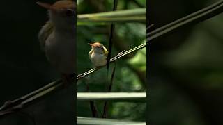 Tailor Bird 💛🧡 #shorts #trending #trendingshorts #tailorbird