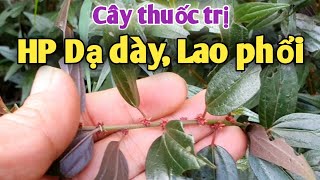 Bài thuốc trị HP Dạ dày, lao phổi, viêm Phế Quản, viêm họng. PHAN HẢI Vlog