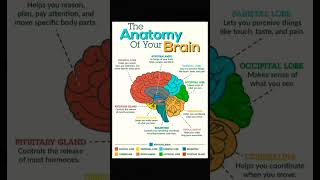 Human Brain - Nervous system #upsc #ssc #bpsc #biology #viral