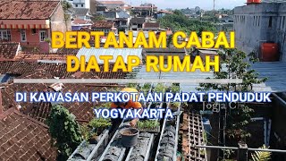 INSPIRATIF ...!! WARGA  JOGJA TANAM CABAI DI ATAP RUMAH