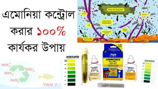 ammonia । এমোনিয়া কন্ট্রোল করার উপায় । ammonia control in biofloc