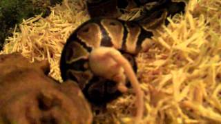 baby ball python eating mouse