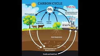 Carbon Cycle  🚲 - @PMLoveNatureClasses