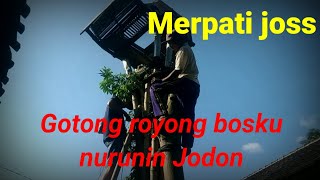 Merpati _Saling bantu meski beda hoby.kehidupan bosku.