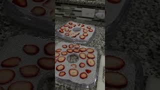 I’ve been loving my dehydrator new video up now with a nice treat of strawberry vodka #homestead