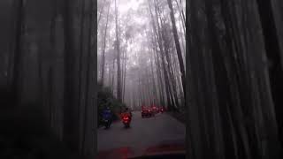 Ooty to Masinagudi Drive #adventure #fog #foggynight #ootytrip #masinagudi