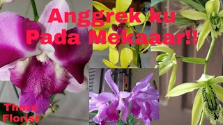 Bunga Anggrek ku Mekar Cantik/ My orchid Flower Blooms Beautiful