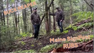 Big Buck SignPost Rubs in Maine ! - Buck Reaper