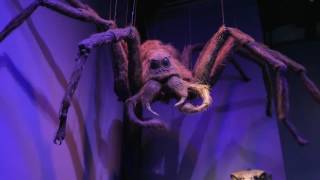 4K - Aragog at The Making of Harry Potter, Warner Brothers London