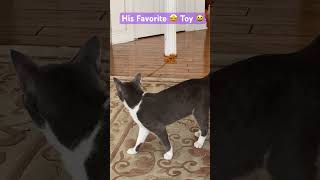 Fig’s Favorite 🤩 Toy #catlover #catholic  #catplaytime #catshorts #cat #shortvideo