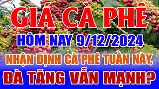 Giá cà phê hôm nay 9/12: nhận định cà phê tuần này, đà tăng vẫn mạnh?